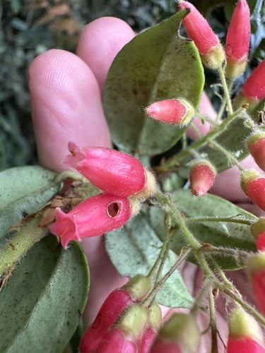 Themistoclesia epiphytica, 2025-06-16