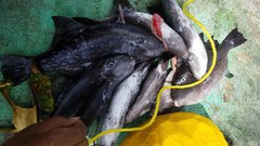 Canthidermis maculata