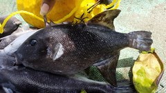 Canthidermis maculata