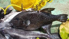 Canthidermis maculata