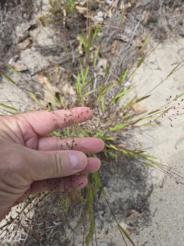 Commons's panic-grass (Dichanthelium commonsianum)