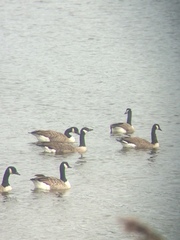 Branta canadensis canadensis