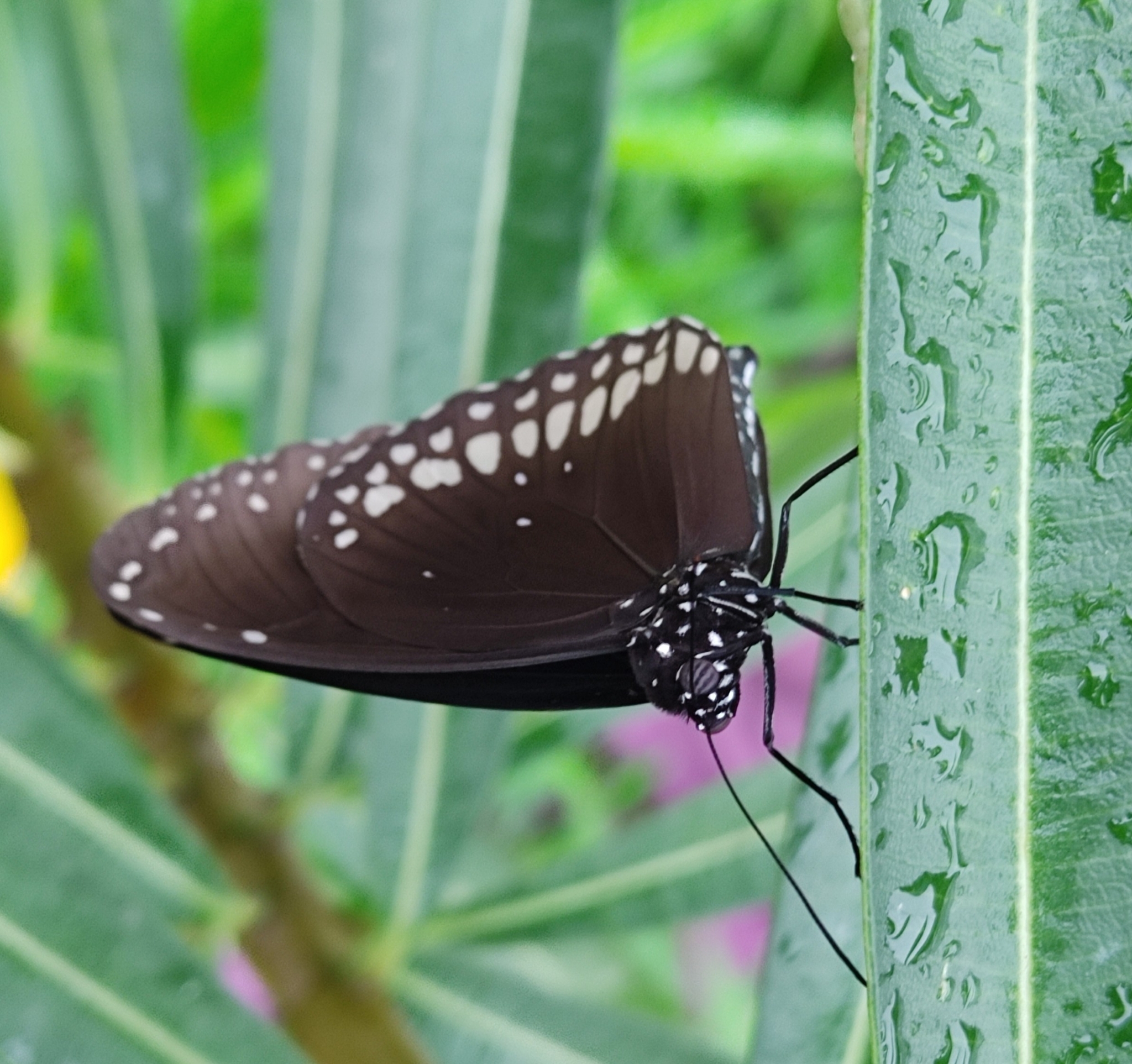Common Crow