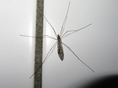 Tipula confusa