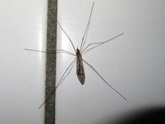 Tipula confusa