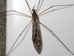 Tipula confusa