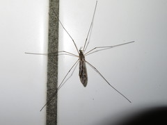Tipula confusa