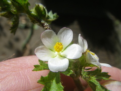 Anisodontea biflora