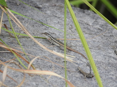 Sceloporus variabilis olloporus