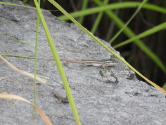 Sceloporus variabilis olloporus