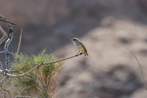 Yellow-bellied Eremomela (Eremomela icteropygialis), photo 9