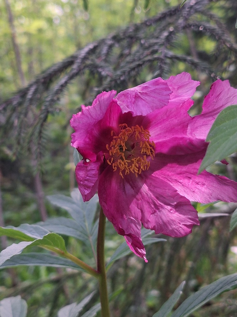 Paeonia