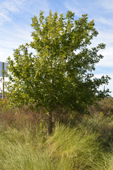 Fraxinus caroliniana