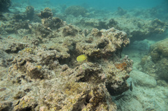 Chaetodon citrinellus