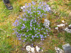 Veronica satureiifolia