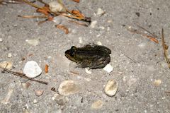 Lithobates virgatipes