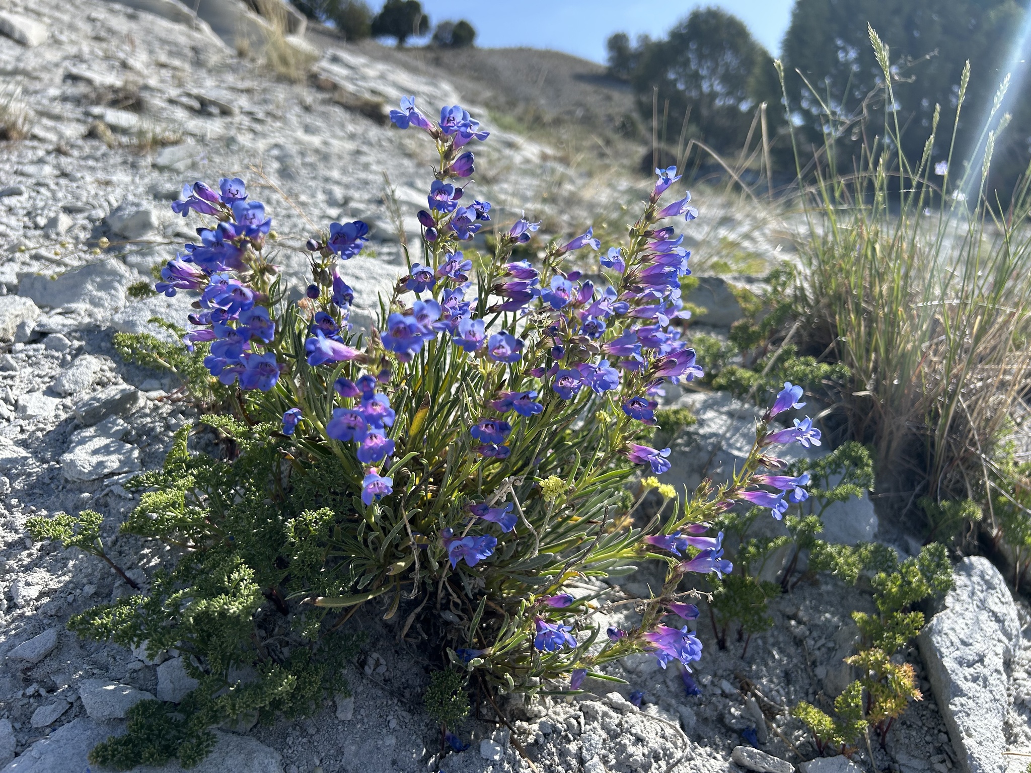 Penstemon idahoensis