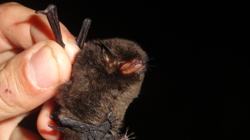 Izecksohn's Myotis