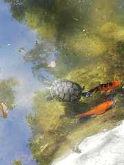 Trachemys venusta iversoni