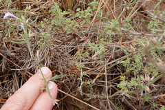 Hedeoma drummondii