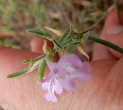 Hedeoma drummondii