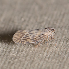 Cedusa maculata