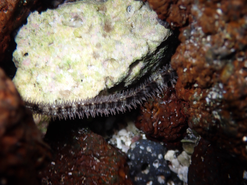 Ophiocoma scolopendrina, 2025-06-15