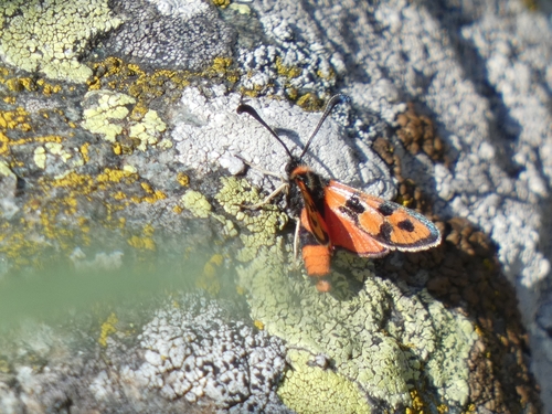 Chalk Burnet, Torino, Piemonte, IT, photo 8 of 10