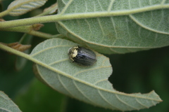 Physonota alutacea