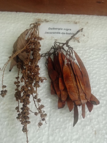 Brazilian Rosewood (Dalbergia nigra)