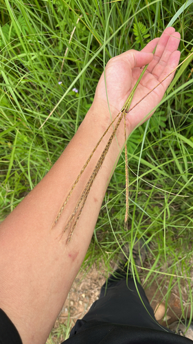 Eulalia speciosa iNat (2)