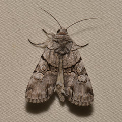 Sympistis chionanthi