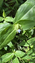 Commelina paludosa, photograph (c) Kiwi Shen, some rights reserved (CC BY)