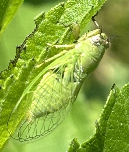 Kansas Grass Cicada photo 4