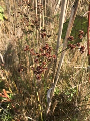 Cladium mariscoides