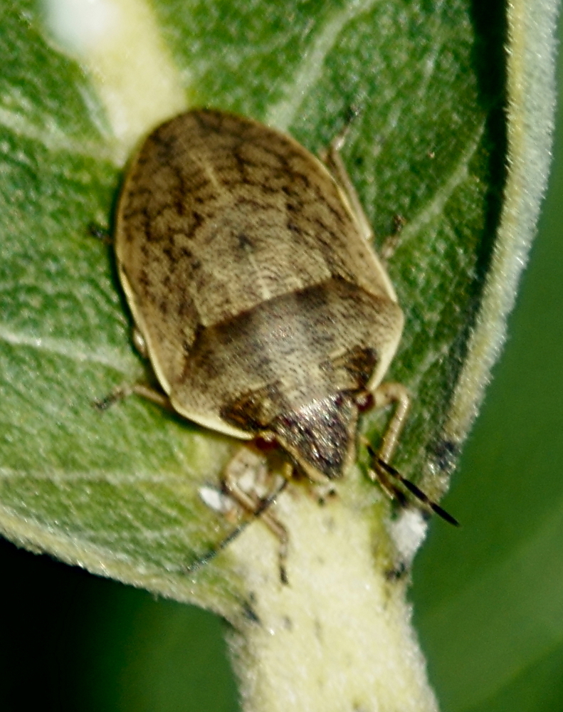 Homaemus bijugis
