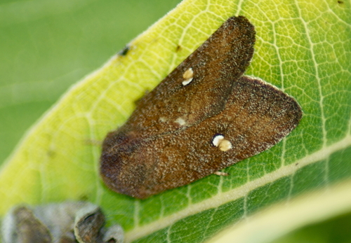 noted sunflower moth