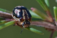 Paropsisterna intertincta