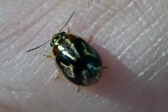 Paropsisterna intertincta