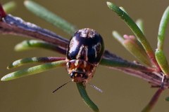 Paropsisterna intertincta