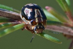 Paropsisterna intertincta