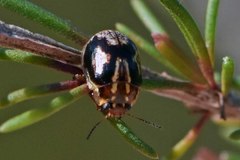 Paropsisterna intertincta