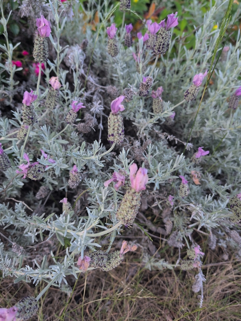 Lavandula