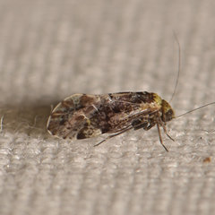 Trichadenotecnum alexanderae