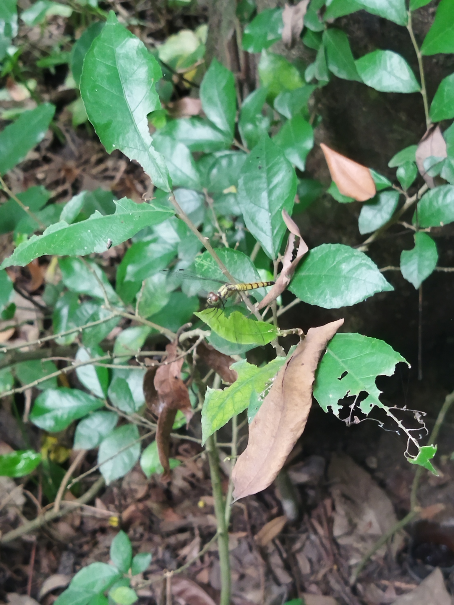 Black-Tailed Dasher