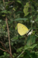 Pyrisitia lisa centralis
