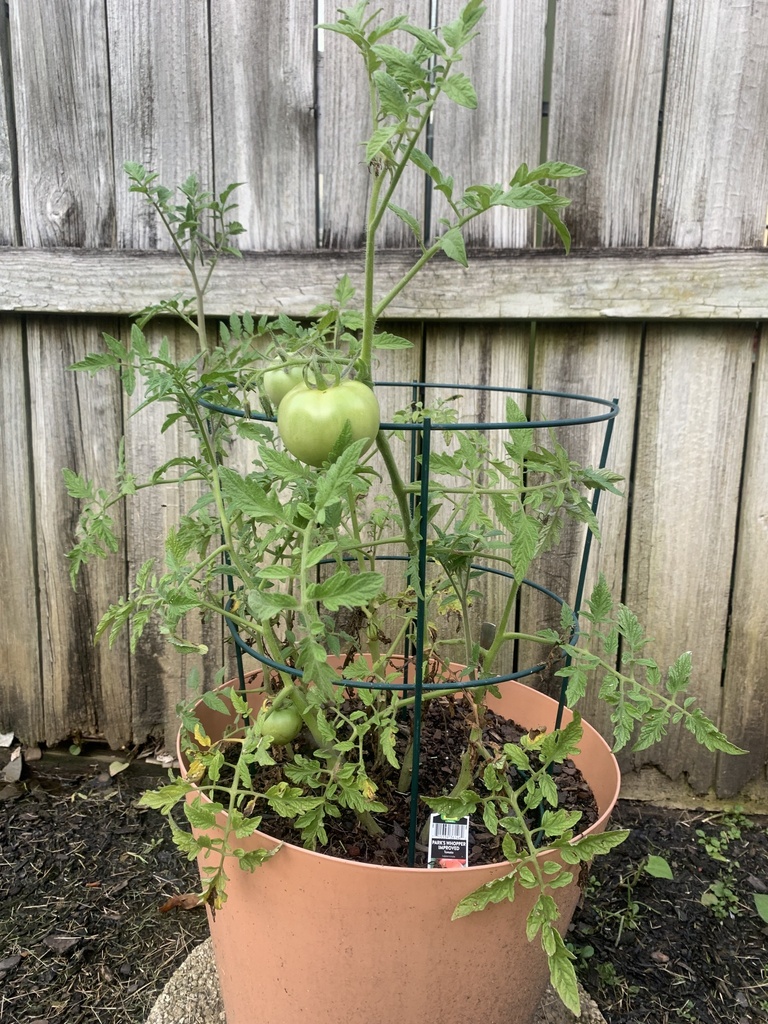 Solanum lycopersicum