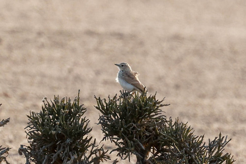 Gray's Lark (Ammomanopsis grayi), photo 10