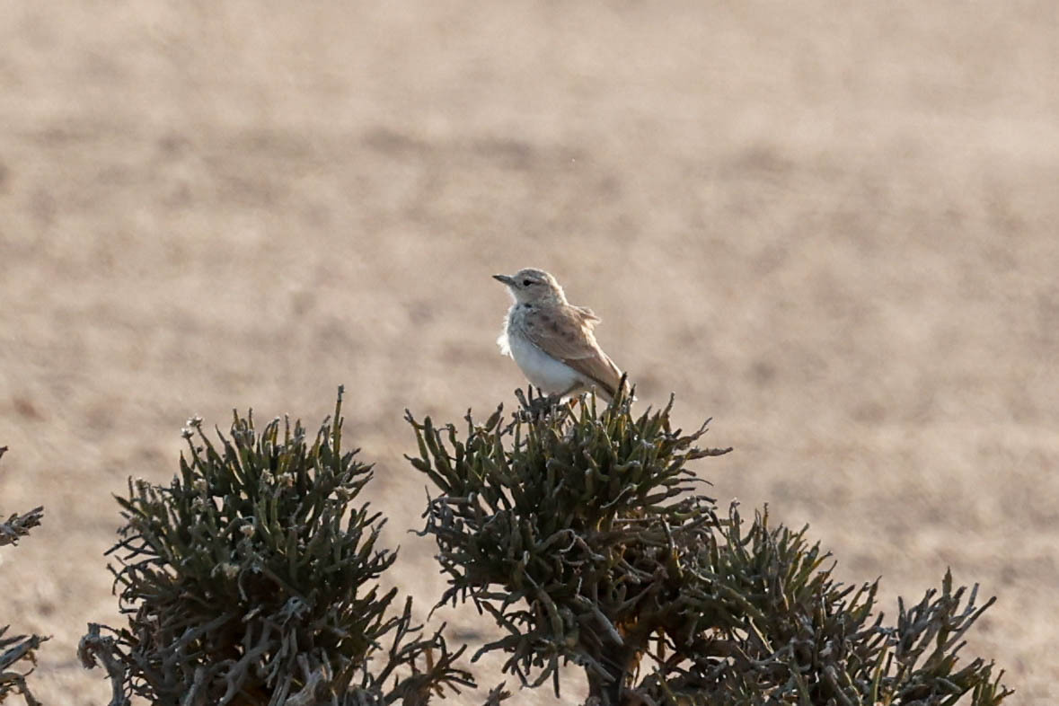 Gray's Lark (Ammomanopsis grayi), photo 6