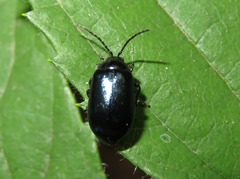 Agelastica alni